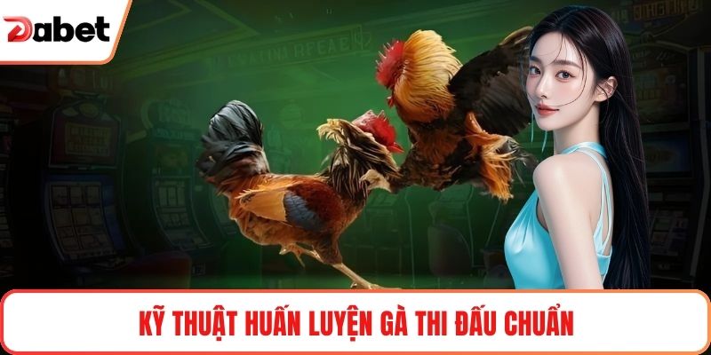 Kỹ thuật huấn luyện gà thi đấu chuẩn