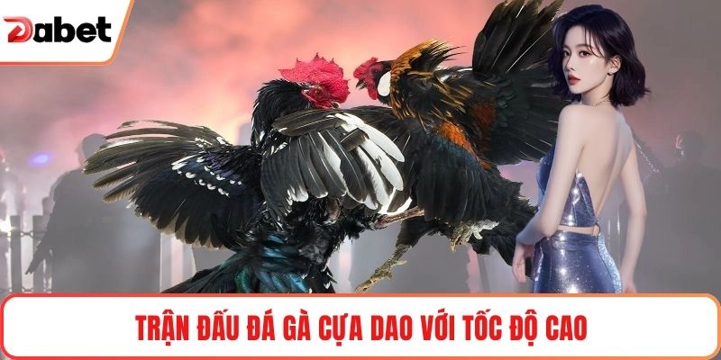 Trận đấu đá gà cựa dao với tốc độ cao