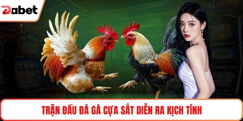Trận đấu đá gà cựa sắt diễn ra kịch tính